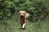 GOLDEN RETRIEVER 1152